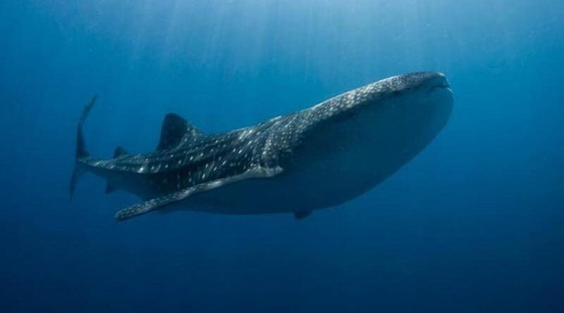 A whale shark swimming. CREDIT: Gonzalo Araujo