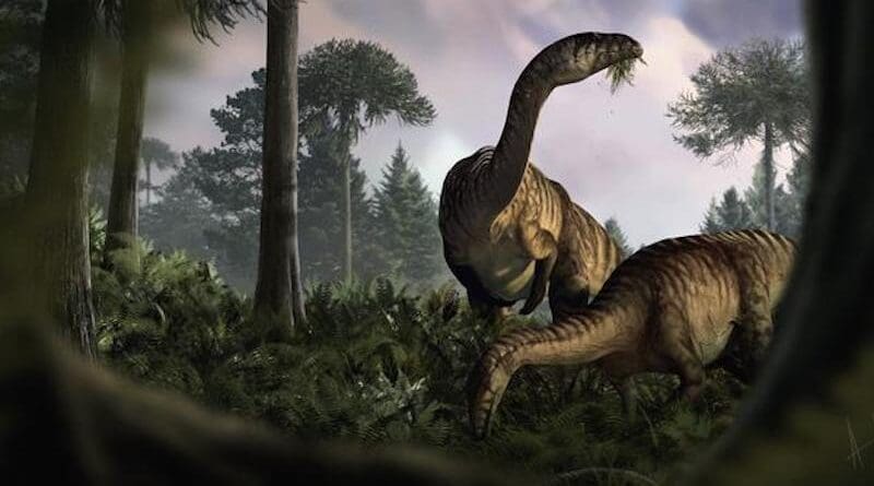 A duo of sauropodomorphs; one munching on the newly evolved plants in a wet Early Jurassic environment whilst the other is looking up as if there was something hiding in the vegetation. Illustration: Marcin Ambrozik.