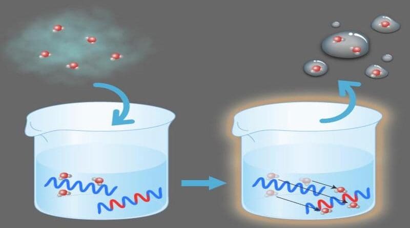 Water molecules in vapor are drawn to a water-loving polymer in a copolymer solution. The presence of the less hydrophilic polymer causes an exchange that helps release the water under near ambient conditions. CREDIT: Osaka Metropolitan University