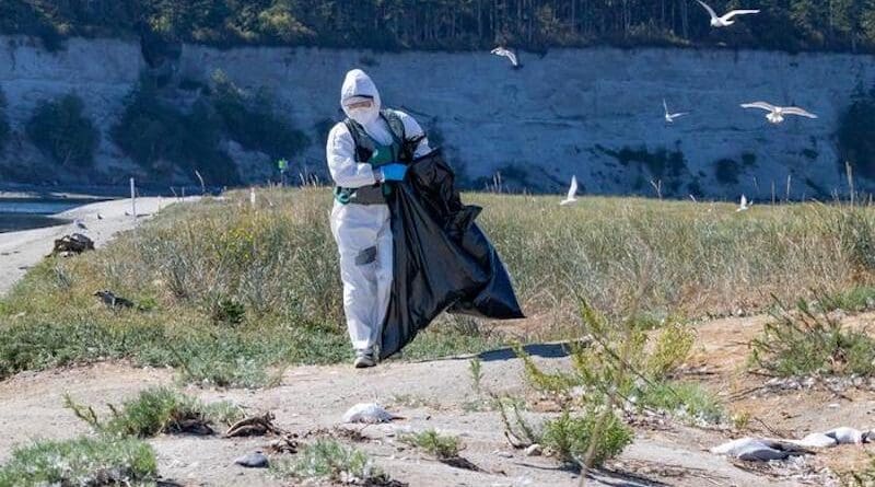 The avian flu killed 1,101 adult Caspian terns and 520 chicks in 2023 in a large breeding colony on Rat Island in Washington state. Researchers estimate that as much as 10-14% of terns in the entire Pacific flyway have been lost to the virus. CREDIT: Scott Pearson, Washington Department of Fish & Wildlife