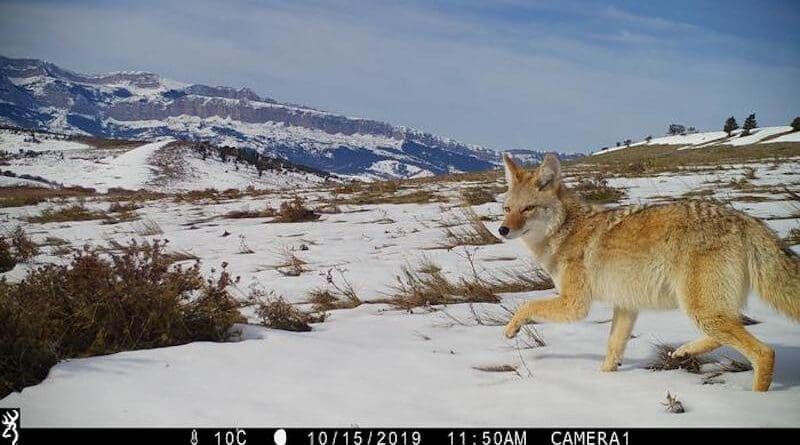 Researchers from the University of New Hampshire used data from over 4500 camera traps to study coyotes across multiple different habitats and found that human hunting did not reduce populations but instead led to an increase in coyote numbers, perhaps due to reproduction and immigration rates. CREDIT: Snapshot USA