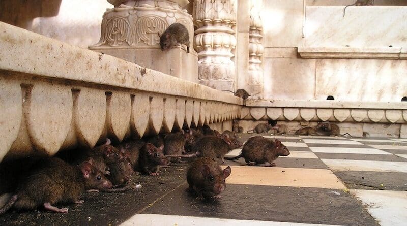 india rats temple