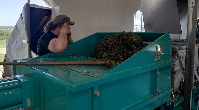 Researcher Haldis Kismul is monitoring the dry matter content of the fibrous gras pulp as it is exiting the screw press. Photo: Jarle Vikør Ekanger