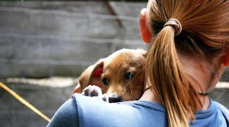 What role do dogs play in today’s world? For many, they are more than just pets. New findings from the Department of Ethology at Eötvös Loránd University show that whether seen as friends, family members, children or guardians, these roles affect the way dogs are cared for, suggesting shifting dynamics in human-animal bonds shaped by societal trends and individual owner profiles. CREDIT Photo: Vanda Molnár