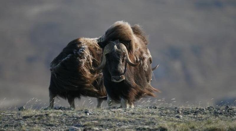 Male muskoxen near Kangerlussuaq, Greenland CREDIT: Eric Post