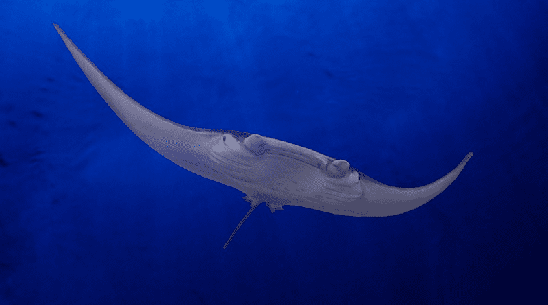 manta ray file photo