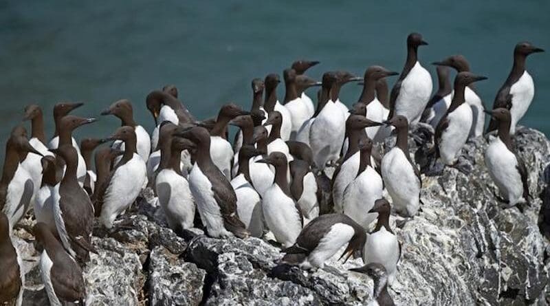 Group of common murres on a breeding colony in Alaska. These seabirds dive and swim through the water to feed off small fish, then fly to islands or coastal cliffs to nest in large colonies. CREDIT: Sarah Schoen/U.S. Geological Survey