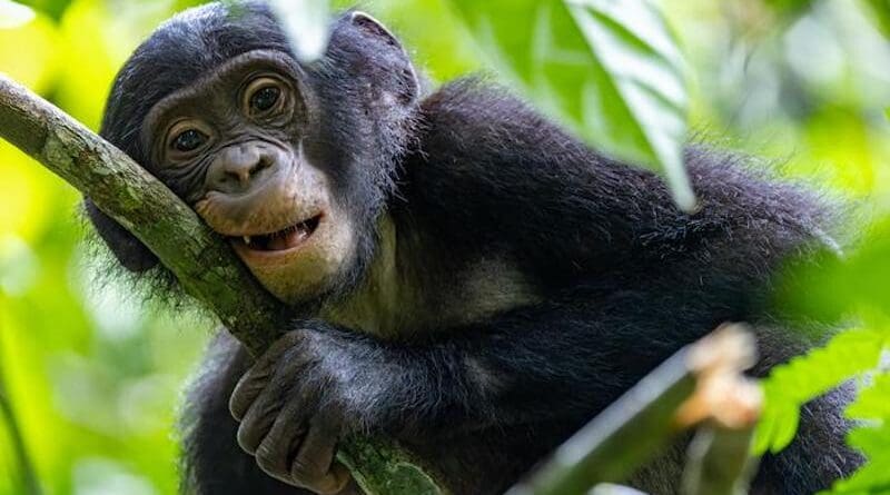 Bonobos are an endangered great ape found only in Congo CREDIT: Christian Ziegler / Max Planck Institute of Animal Behavior