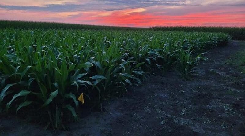 As part of the Tansley Review, the trio discuss their own research in increasing Rubisco in sorghum, as shown in these 2023 field trials. The authors believe improving rubisco could be part of short-term, and long-term efforts to meet the growing global food demand. CREDIT: RIPE project/Coralie Salesse-Smith
