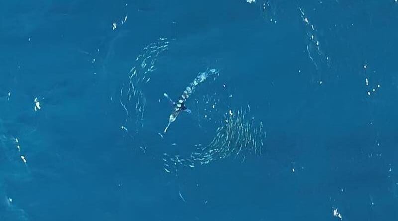 “Fountain effect” performed by a school of sardines attacked by a striped marlin. CREDIT © Felicie Dhellemmes, SCIoI
