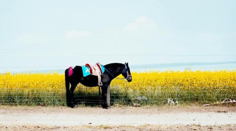 china farm agriculture horse