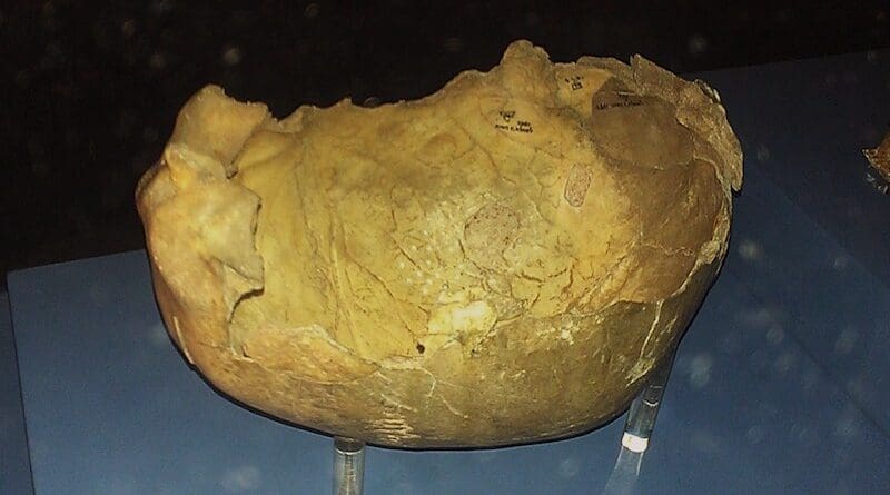 A Palaeolithic human skull from Gough's Cave that has been identified as having potential cannibalistic connotations. Photo Credit: Ethan Doyle White, Wikipedia Commons