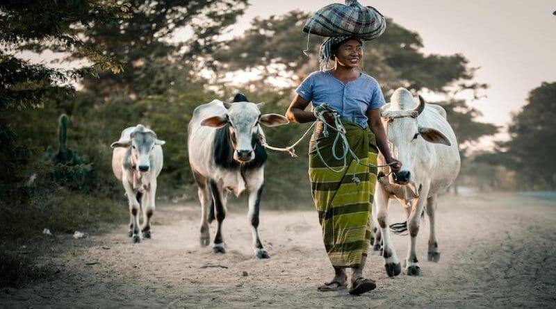 myanmar poverty woman cattle cows