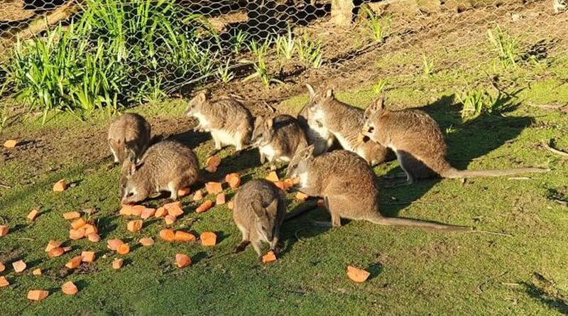 Parma wallabies at a private enclosure at Yengo, Mount Wilson in New South Wales. Photo: Professor George Wilson/ANU