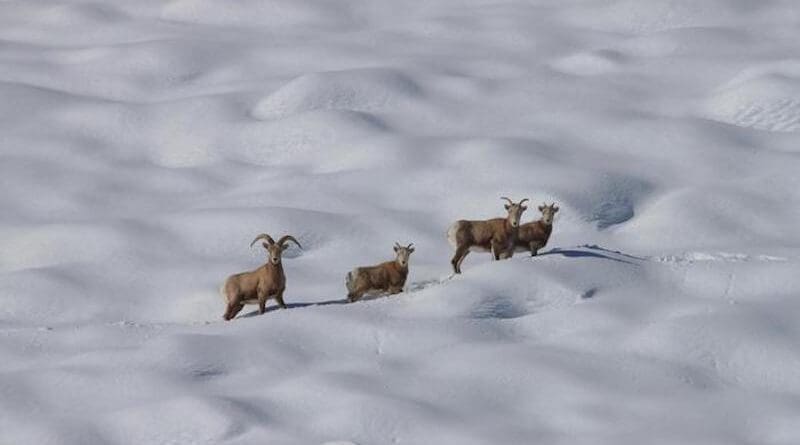 Even as snow becomes less consistent in the Sierra Nevada mountain range, climate change could be making deadly avalanches more common, threatening the recovery of bighorn sheep there. CREDIT: California Department of Fish and Wildlife/Steve Yaeger