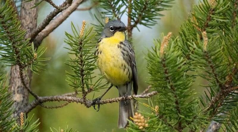The breeding habitat of Kirtland's warblers is limited to young jack-pine forests in Michigan. The species nearly went extinct in the 1970s due to threatened habitat and nest parasitism, but populations recovered thanks to intensive, targeted management efforts. CREDIT: Nathan Cooper