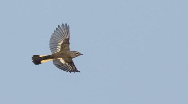 New research shows songbird migration may be driven by more than innate patterns and memory. Recorded flight calls reveal probable social associations between species making the nighttime trek. Here, an American Redstart streaks across the sky. CREDIT: Andrew Dreelin
