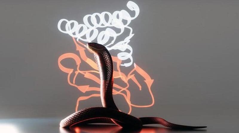 A poisonous red spitting cobra (Naja pallida) in front of a model of a toxic snake protein (orange) and a designed antitoxin protein. CREDIT: Kate Zvorykina/Ella Maru Studio