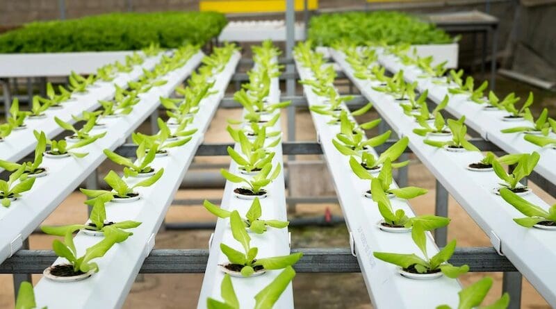 file photo urban farming gardening