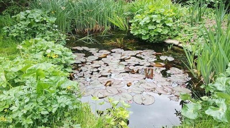 An ideal Hungarian garden pond with rubber pond liner, ornamental fish, aquatic and shoreline vegetation. Credit: Barbara Barta