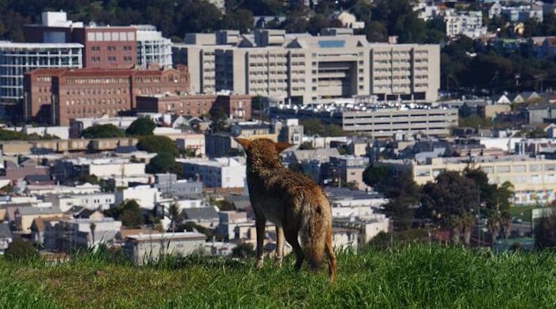 A coyote in San Francisco takes in a view of the city. CREDIT: Tali Caspi, UC Davis