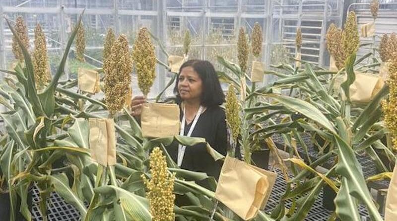 Veena Veena, PhD, MBA, principal investigator and director of the Plant Transformation Core Facility at the Donald Danforth Plant Science Center CREDIT: Donald Danforth Plant Science Center