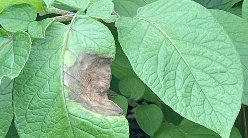 A plant in Ireland with late blight disease. CREDIT: Photo courtesy of Jean Ristaino, NC State University.