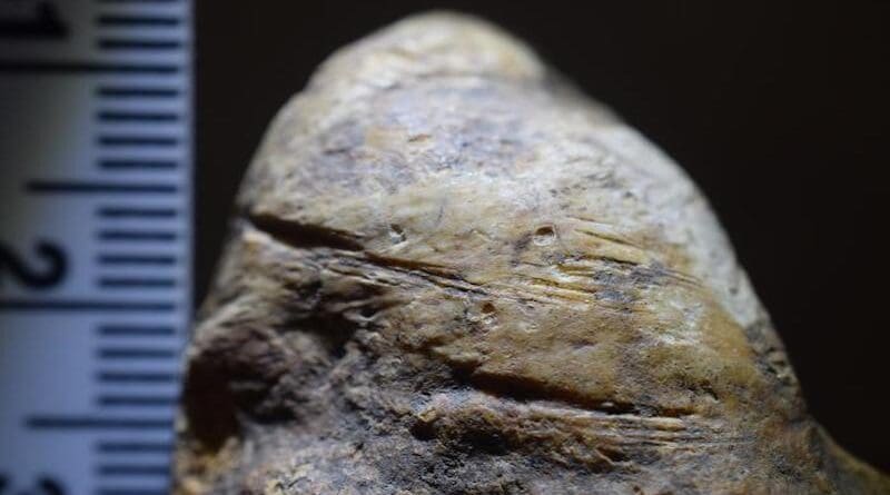 Cut marks found on bones that appear to have been made by early hominins using stone tools at the site of Grăunceanu, Romania, dating to approximately 1.95 million years ago. CREDIT: Dr. Sabrina Curran
