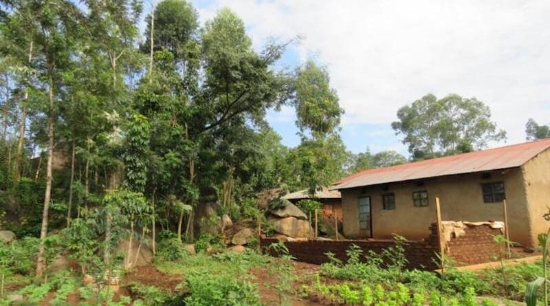 A smallholder farm in Vihiga County in Western Kenya CREDIT: Ennia Bosshard