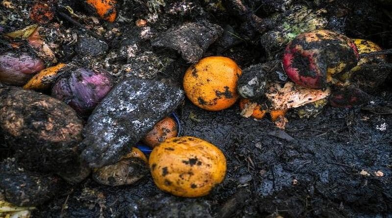 Oranges, apples, squash, and other fruits and vegetables lie in a muddy compost pile at a recycling facility in Placer County, California. UC Davis researchers have found that states’ food waste policies emphasize food waste composting rather than prevention or rescue. CREDIT: Karin Higgins / UC Davis
