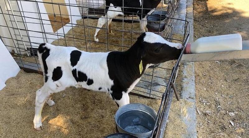 Holstein calf feeds from a bottle of colostrum milk at the UC Davis dairy barn. UC Davis researchers have found that acidification of waste milk can kill H5N1, the virus that causes bird flu. CREDIT: Richard Van Vleck Pereira / UC Davis
