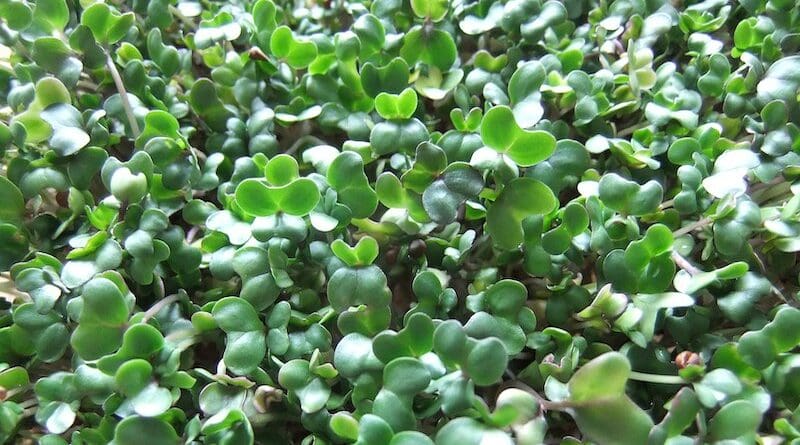 Broccoli sprouts. Photo Credit: Julie Gibbons, Wikipedia Commons