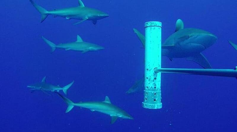 Galapagos sharks and silky sharks near a shallow seamount off Ascension Island. CREDIT: Ascension Island Government Conservation & Fisheries Directorate