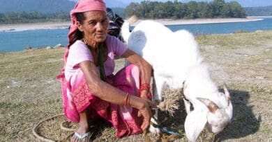 Elderly woman with her goat grazing near a river in Nepal. Livestock grazing affects spider populations, altering ecosystems, say researchers. Copyright: PxHere (CC0 Public Domain)