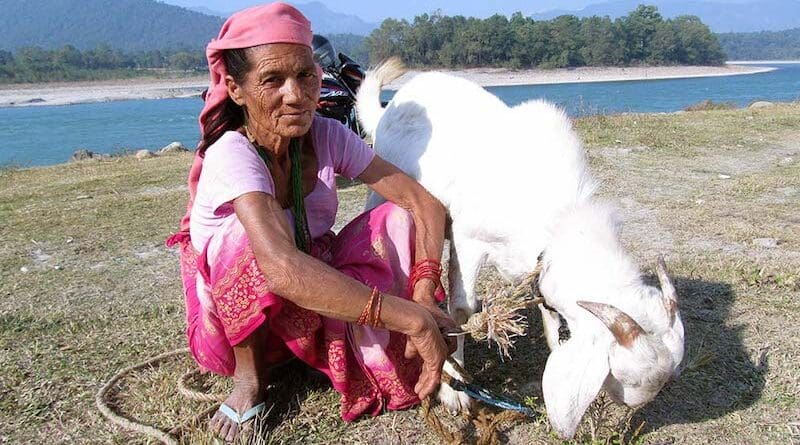 Elderly woman with her goat grazing near a river in Nepal. Livestock grazing affects spider populations, altering ecosystems, say researchers. Copyright: PxHere (CC0 Public Domain)