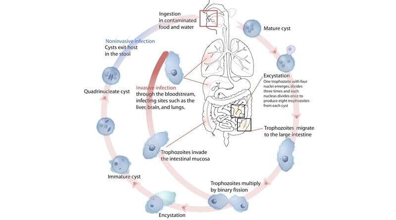 Life-cycle of the Entamoeba histolytica. Credit: Mariana Ruiz Villarreal, Wikipedia Commons
