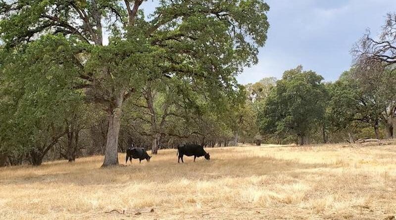 Nomad cows spreading out from the herd to graze at the UC Sierra Foothill Research and Extension Center. CREDIT: Kristina Horback / UC Davis