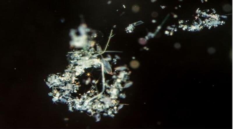 Marine snow consists of debris from diverse organisms in the water column. Picture shows marine snow from the Sargasso Sea CREDIT: L. Riemann