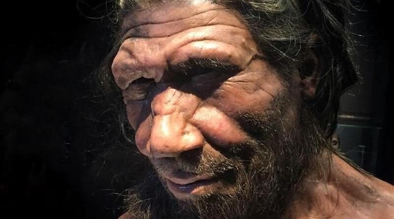 Life appearance reconstruction of a Neanderthal male at the Natural History Museum of London. CREDIT: Allan Henderson, under CC BY 2.0