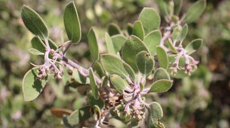 Young A. Nipumu flowers. CREDIT: Abbo et al., 2025/PhytoKeys