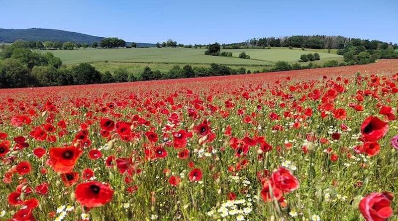 In the first year of implementation of the "Kooperativ" project, the flowering areas were characterised by an intensive poppy blossom. CREDIT: Stefan Schüler