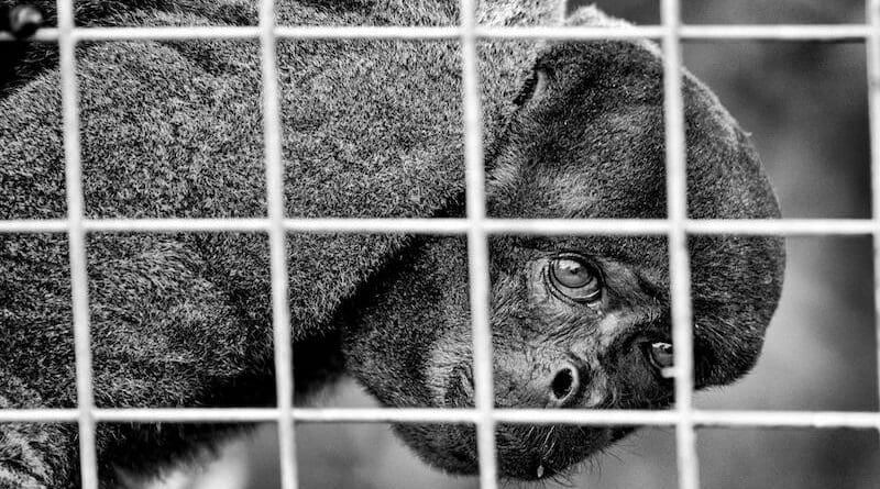 monkey cage file photo