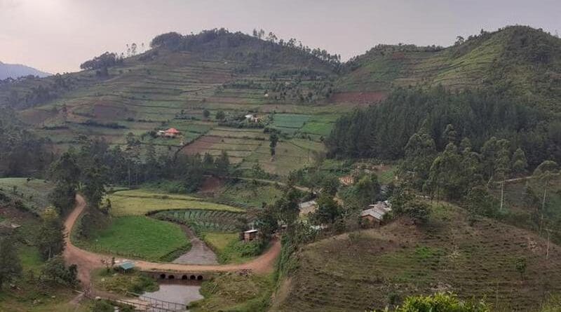 In the Kigezi highlands of Uganda, some African farmers are diversifying their livelihoods using small tea plantations and wood lots, pictured here, to adapt to climate change. Photo by Aida Cuni-Sanchez