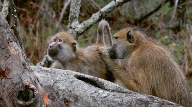 An adult male Kinda baboon grooms an adult female conspecific. CREDIT: Kenneth Chiou, Kasanka National Park