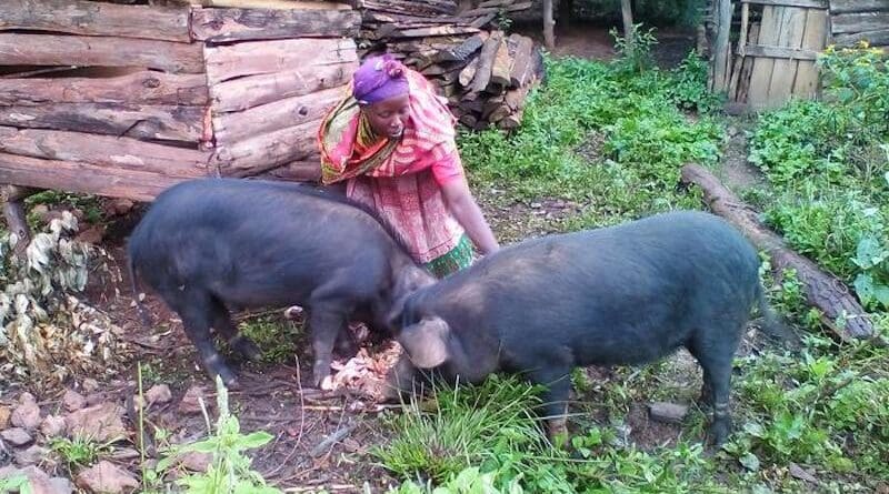 Farmers in the Kigezi Highlands of Uganda rearing pigs to diversify their livelihoods and increase their security in the face of climate change. CREDIT: Isaac Twinomuhangi