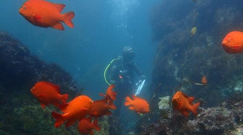 California's network of marine reserves enables conservation and management without closing large areas of the ocean. CREDIT: Jennifer Caselle