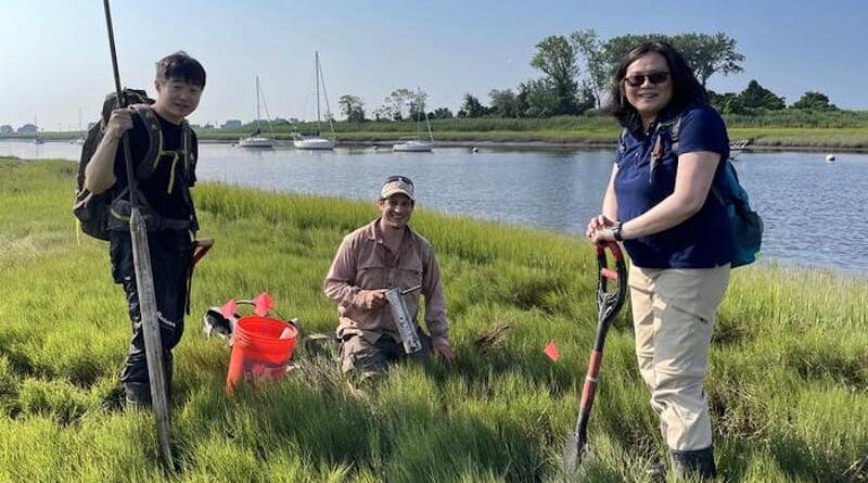 Wenxius Teng (left), Brian Yellen (center), and Qian Yu (right) sample salt marsh sediments at East River Marsh in Guilford, Connecticut. Credit: UMass Amherst