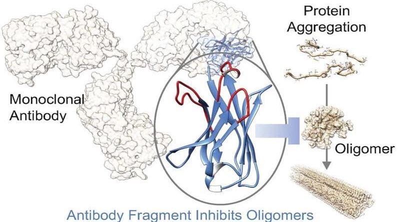 This new platform integrates computational design and directed evolution to develop new antibodies, which are screened for their ability to bind to toxic aggregates that form in diseases like Parkinson's and Alzheimer's. Credit: Courtesy of Francesco Aprile.