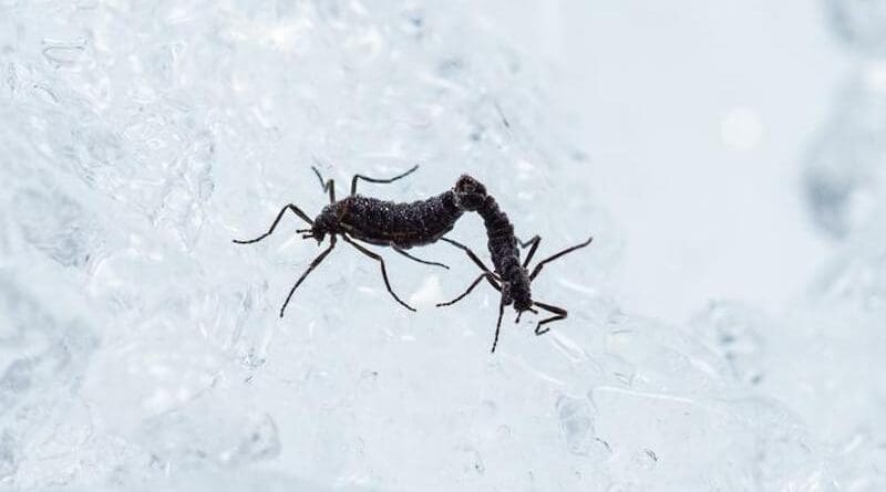 The Antarctic midge is the only known insect native to Antarctica. CREDIT: Yuta Shimizu / Osaka Metropolitan University