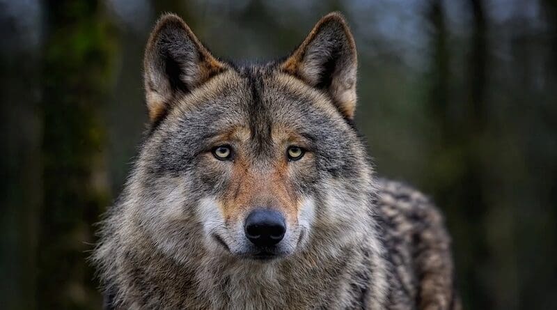 eurasian wolf